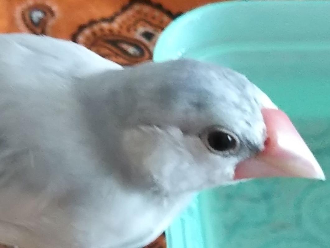 ギンちゃん ギンちゃん