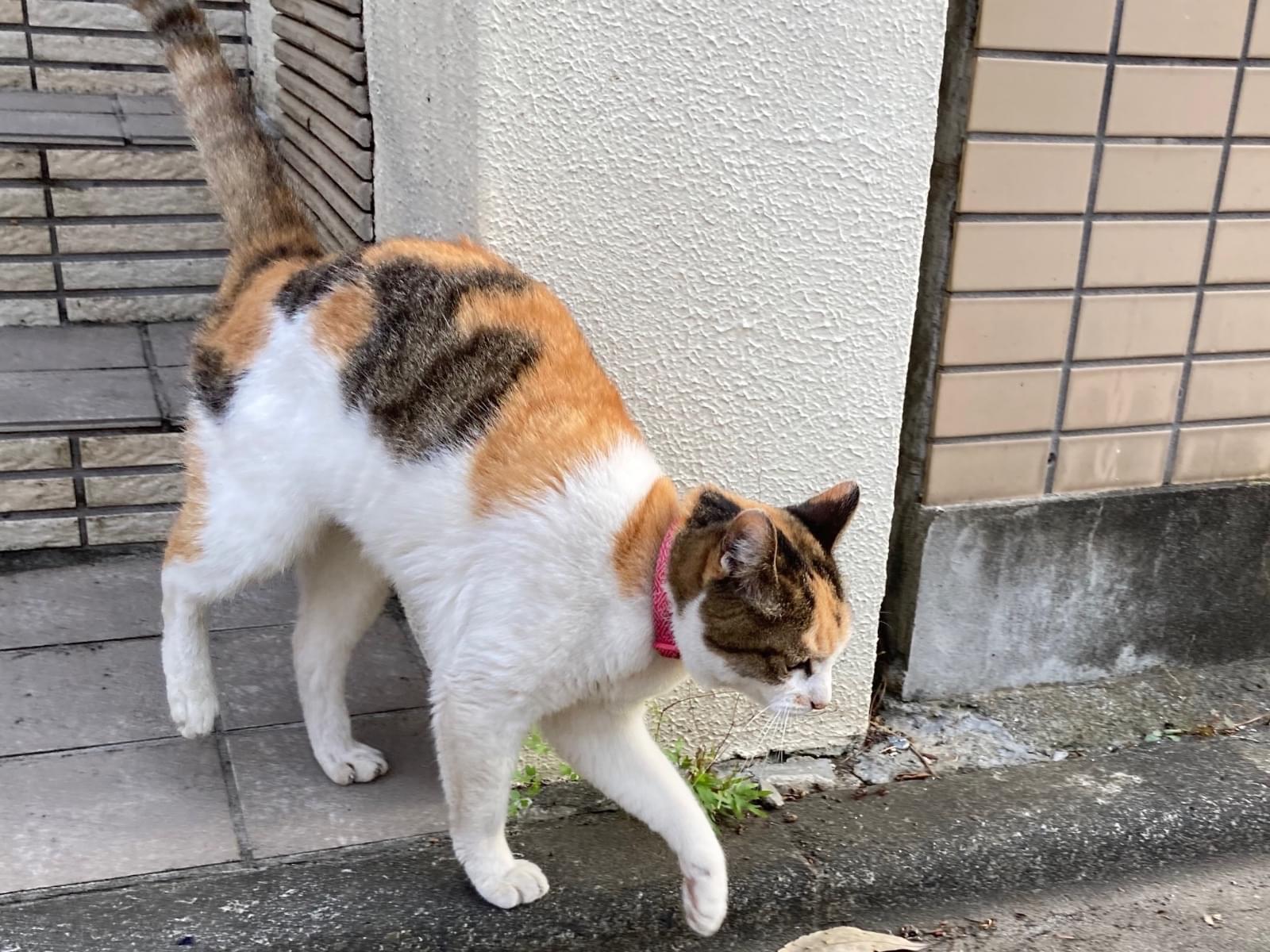 目撃された猫 目撃された猫