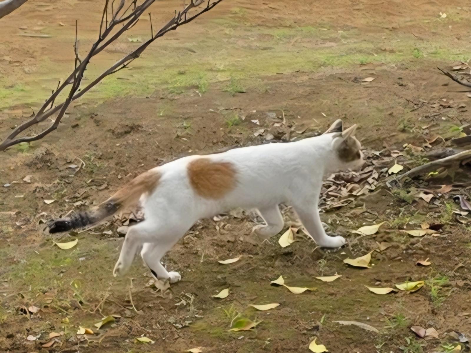 目撃された猫 目撃された猫
