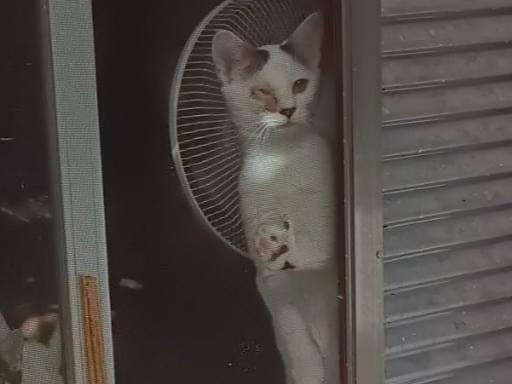 タンちゃん タンちゃん
