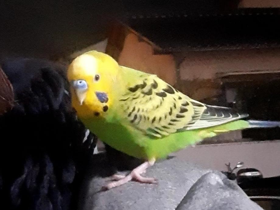 目撃された鳥 目撃された鳥