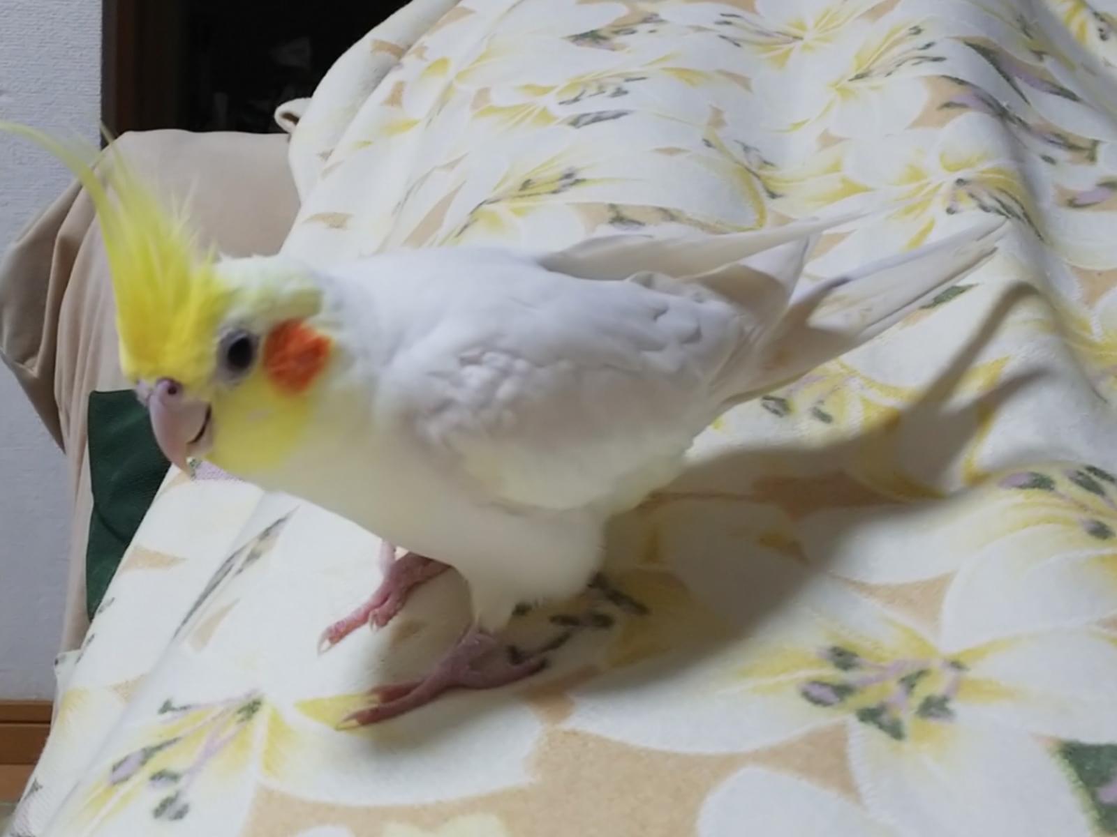 ナツちゃん ナツちゃん