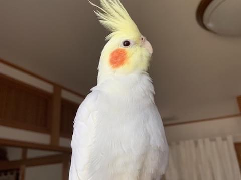 カメちゃん カメちゃん