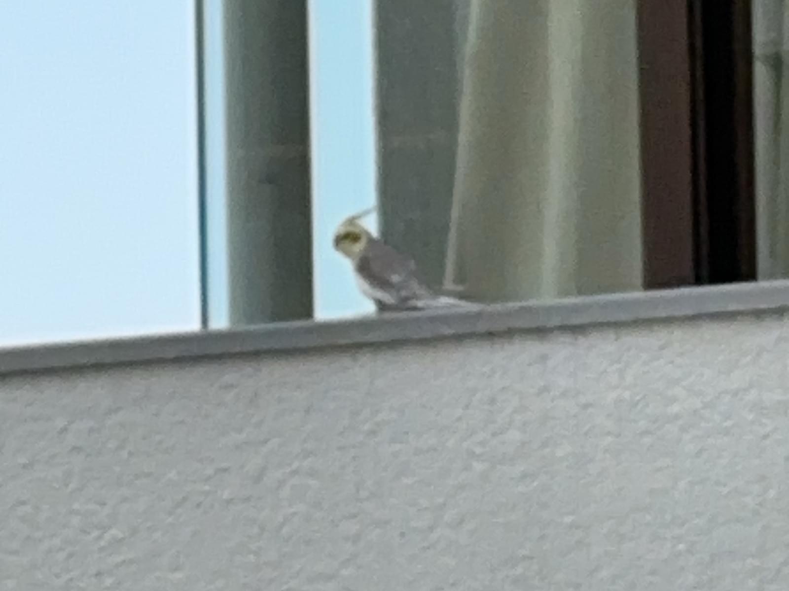 目撃された鳥 目撃された鳥