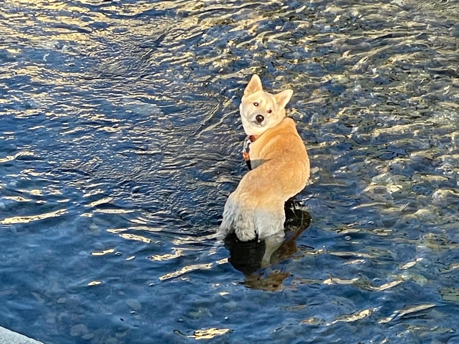 目撃された犬 目撃された犬