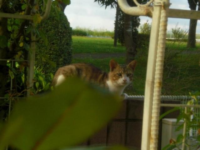 目撃された猫 目撃された猫