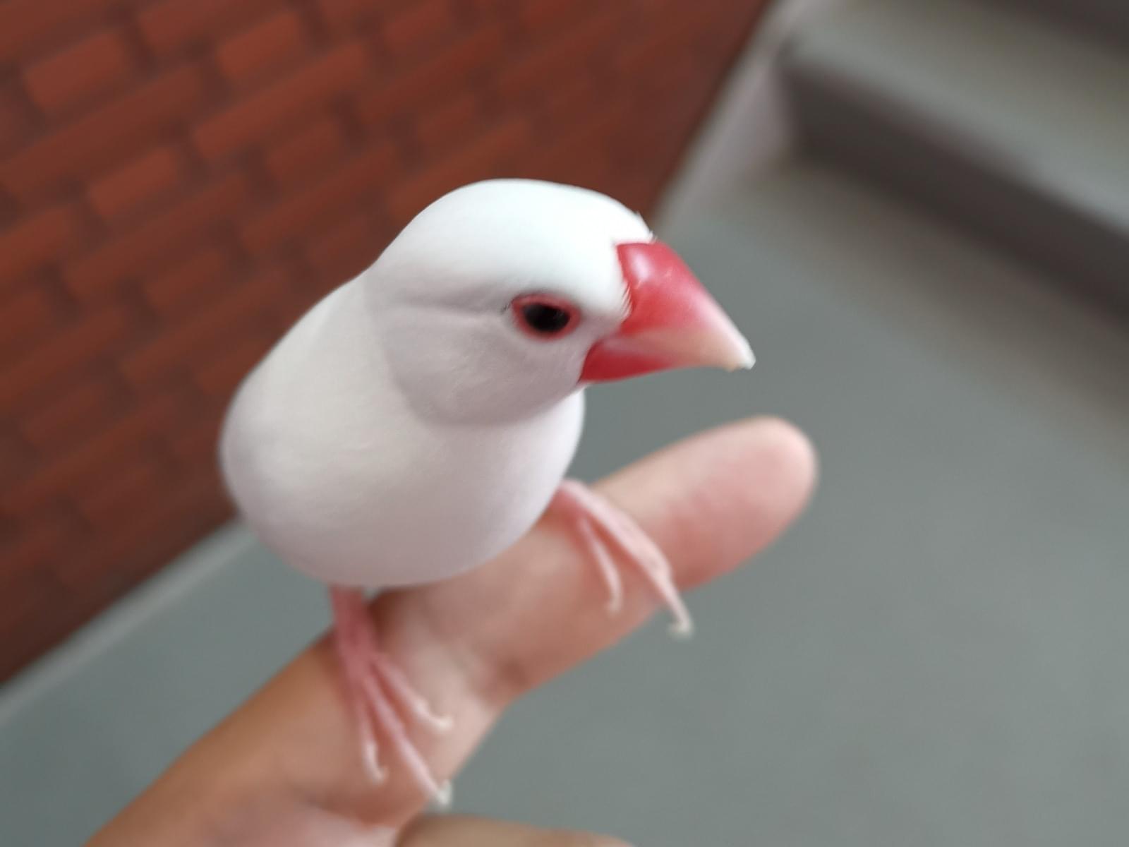 保護された鳥 保護された鳥