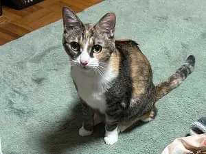 鼻がピンクな三毛猫