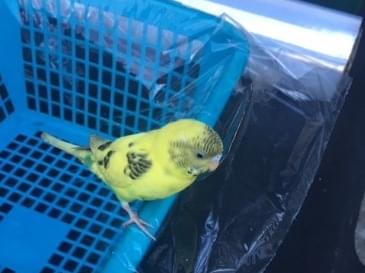 保護された鳥 保護された鳥