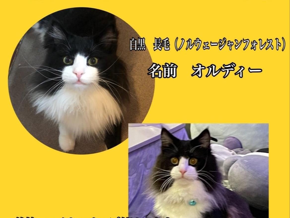 オルディーちゃん オルディーちゃん