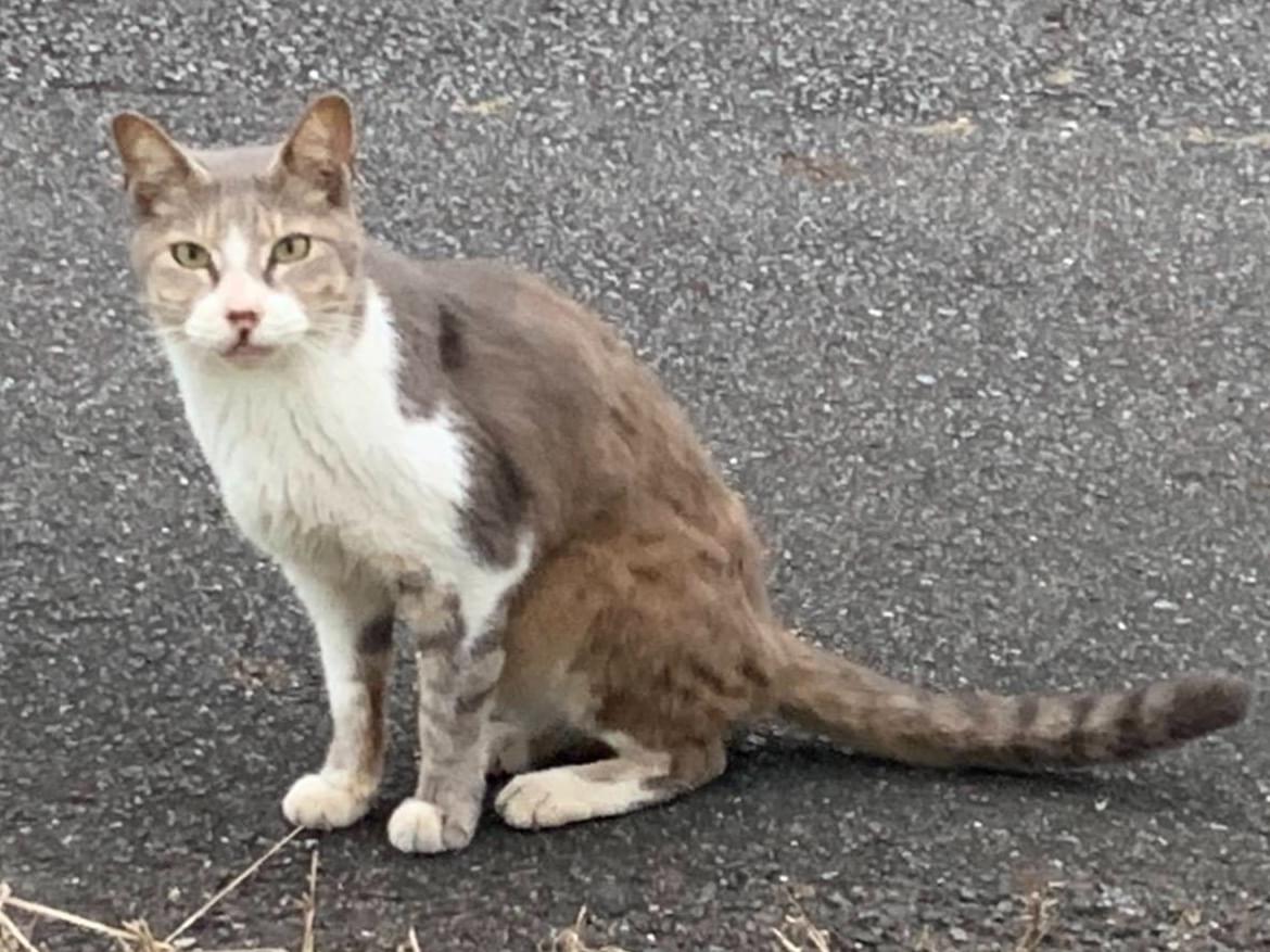 目撃された猫 目撃された猫