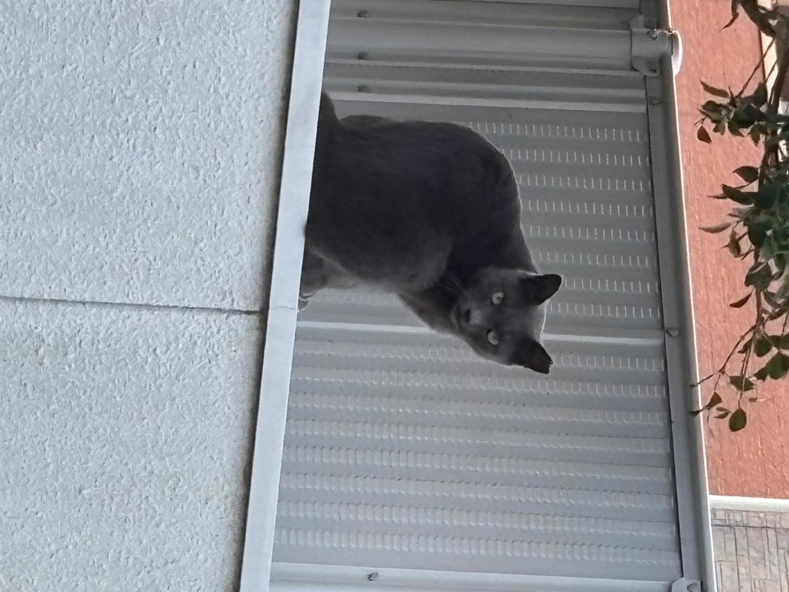 目撃された猫 目撃された猫