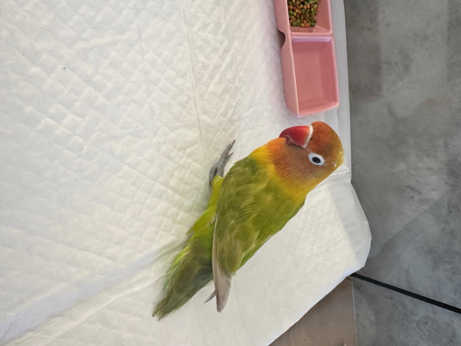 保護された鳥 保護された鳥