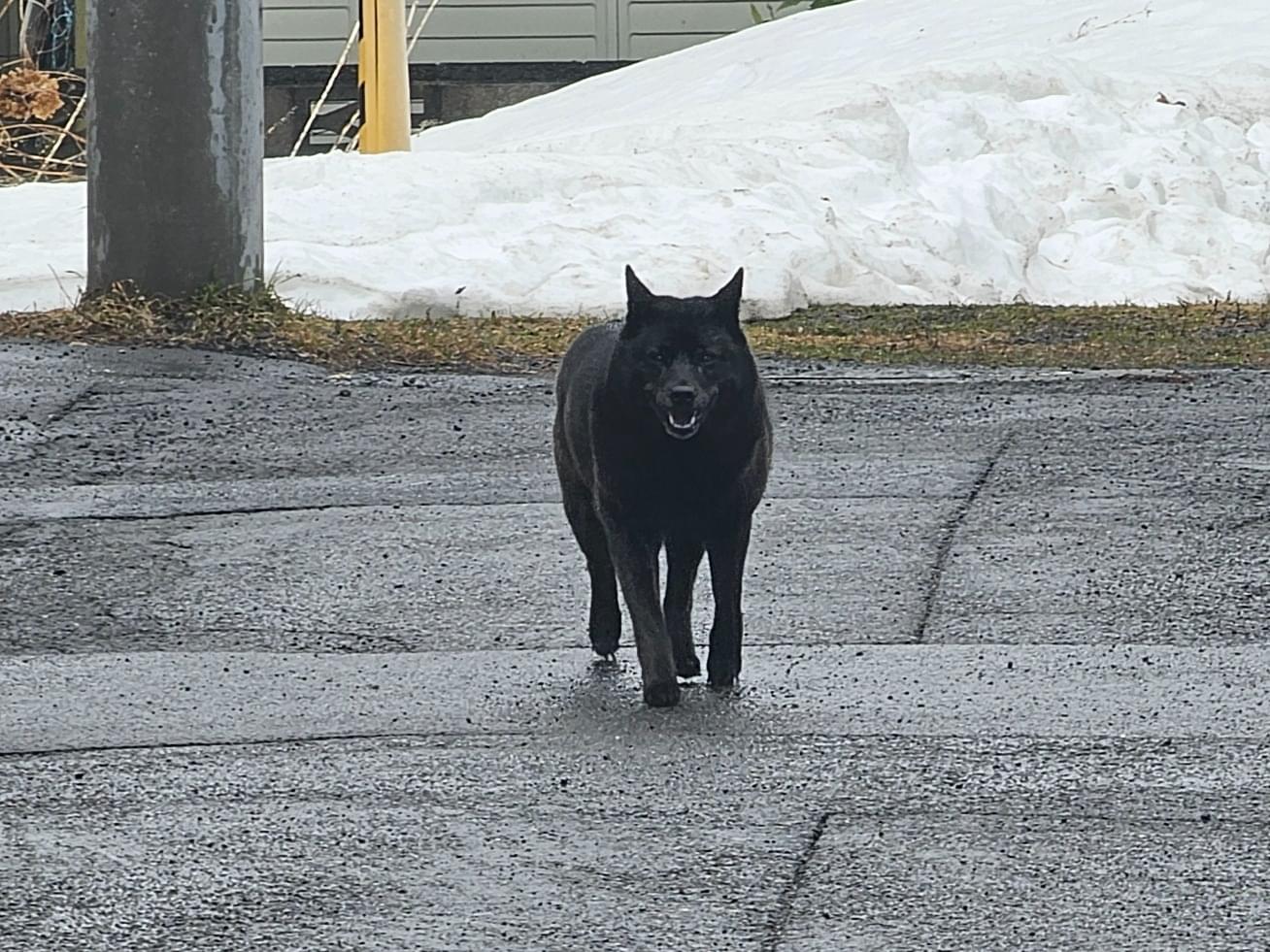目撃された犬 目撃された犬