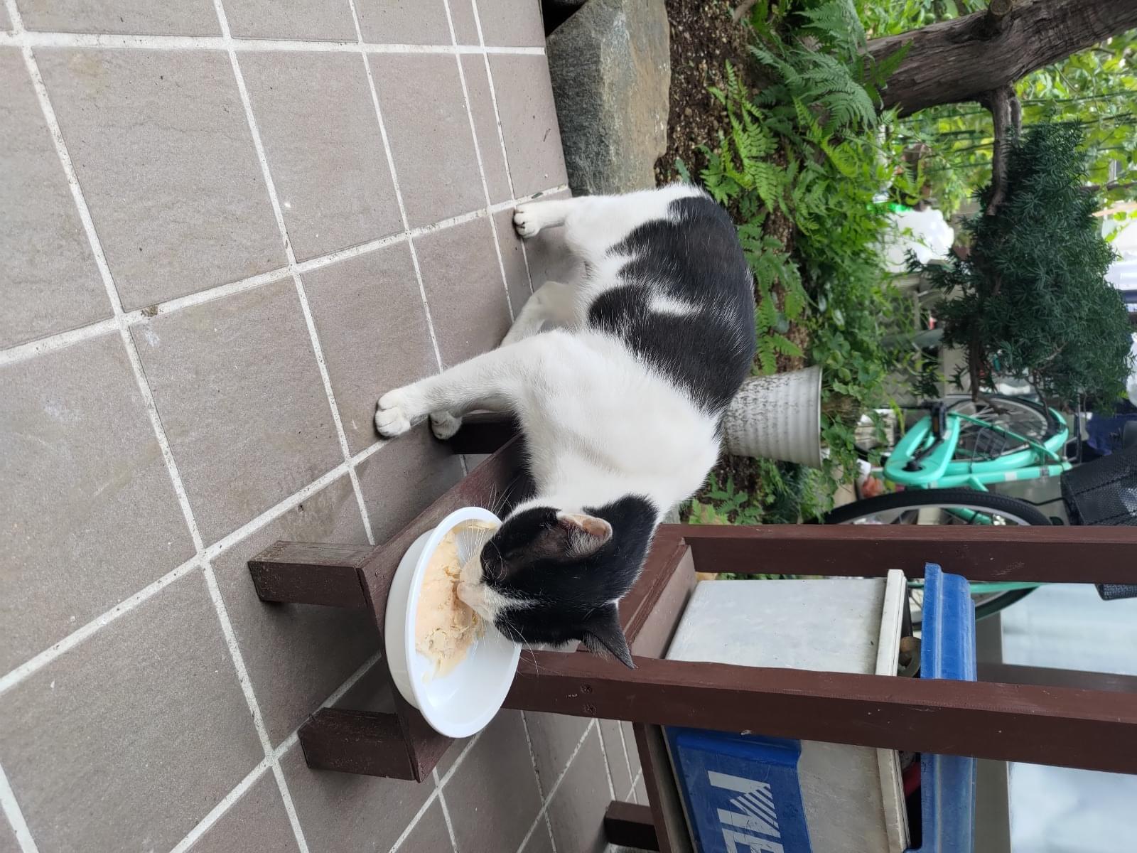 保護された猫 保護された猫