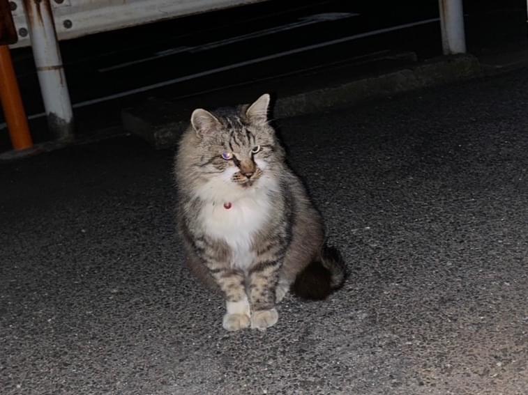 目撃された猫 目撃された猫