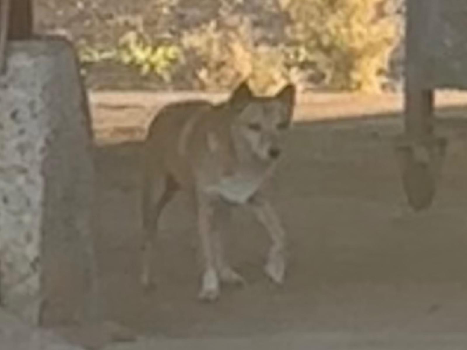 目撃された犬