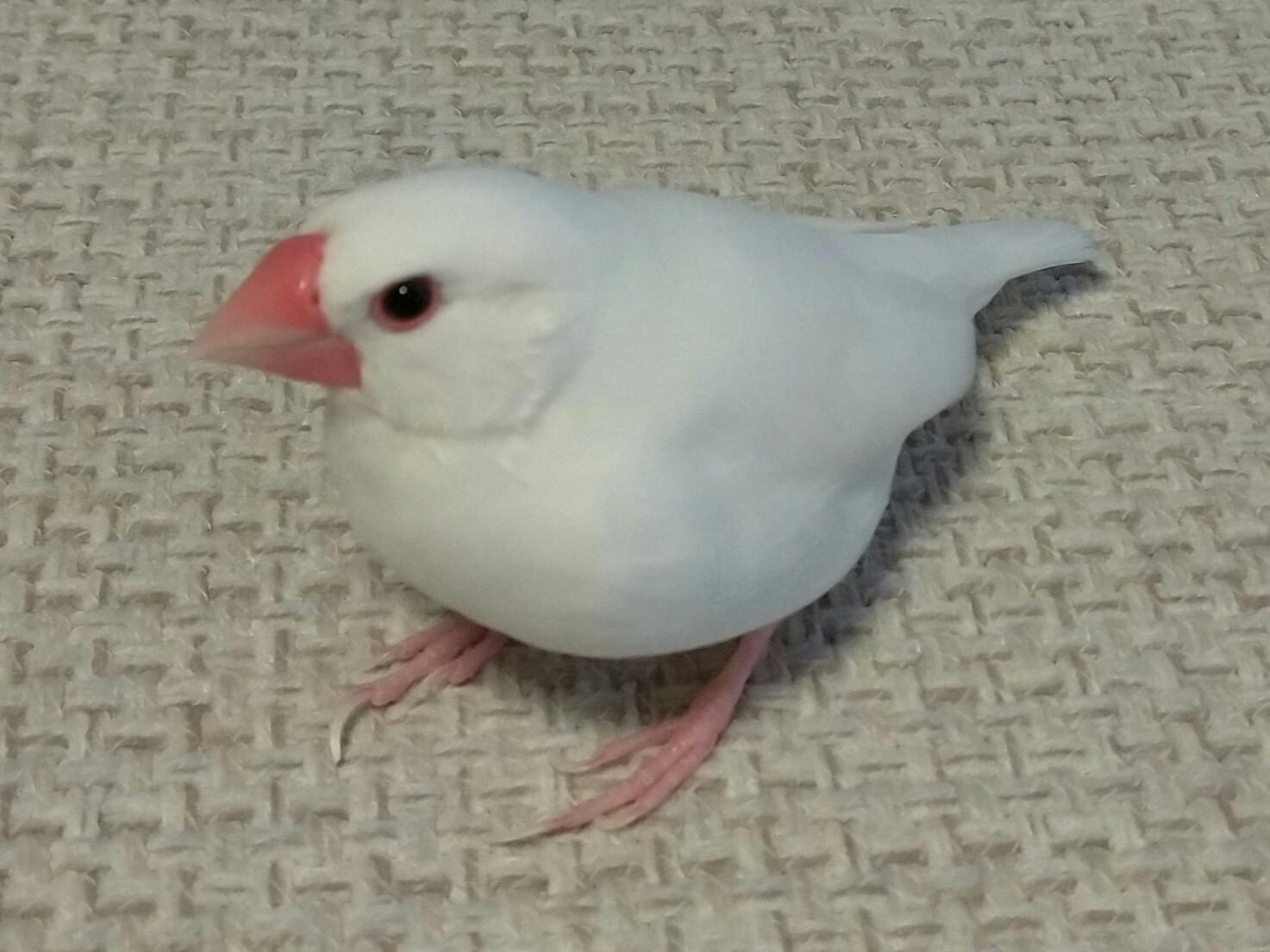 ゆきちゃん ゆきちゃん