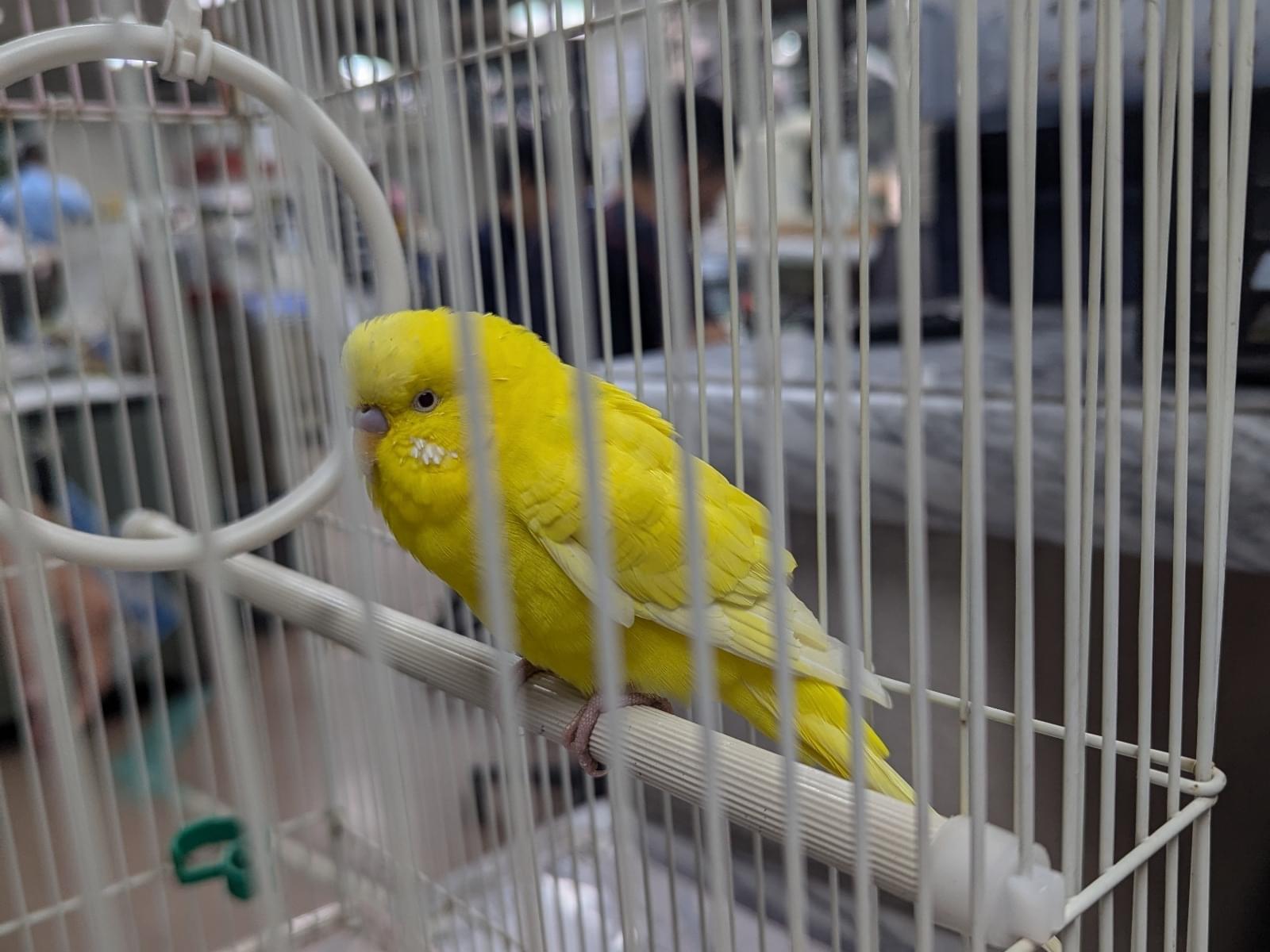 保護された鳥 保護された鳥