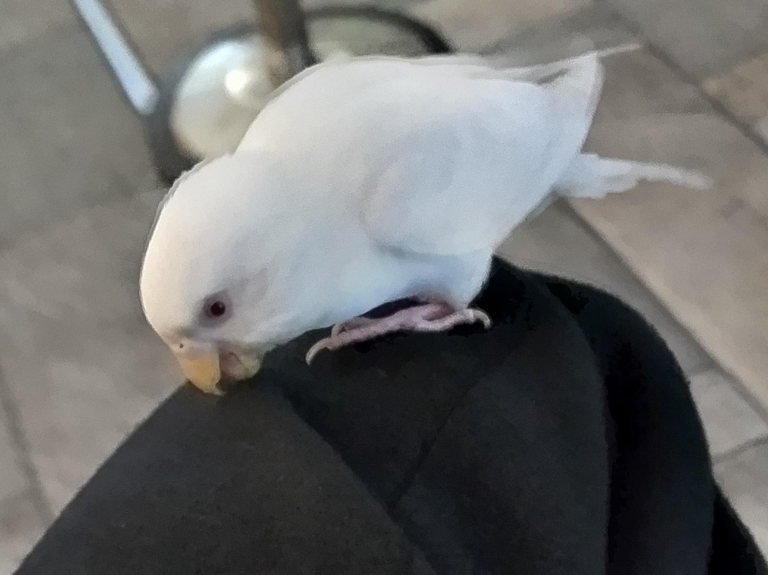 目撃された鳥 目撃された鳥