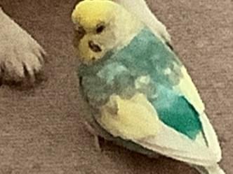 てっちゃん てっちゃん