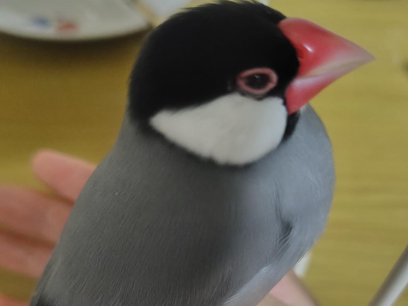 ぴよちゃん ぴよちゃん