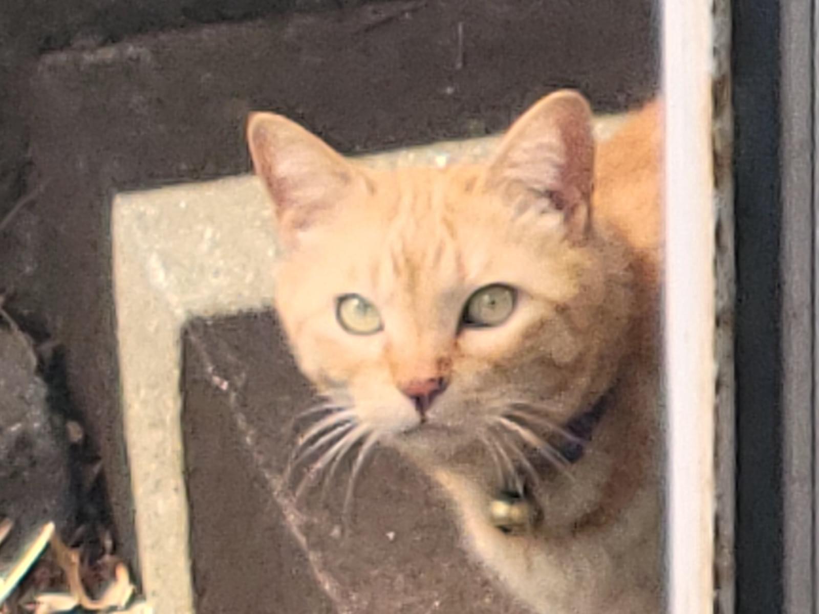 目撃された猫 目撃された猫