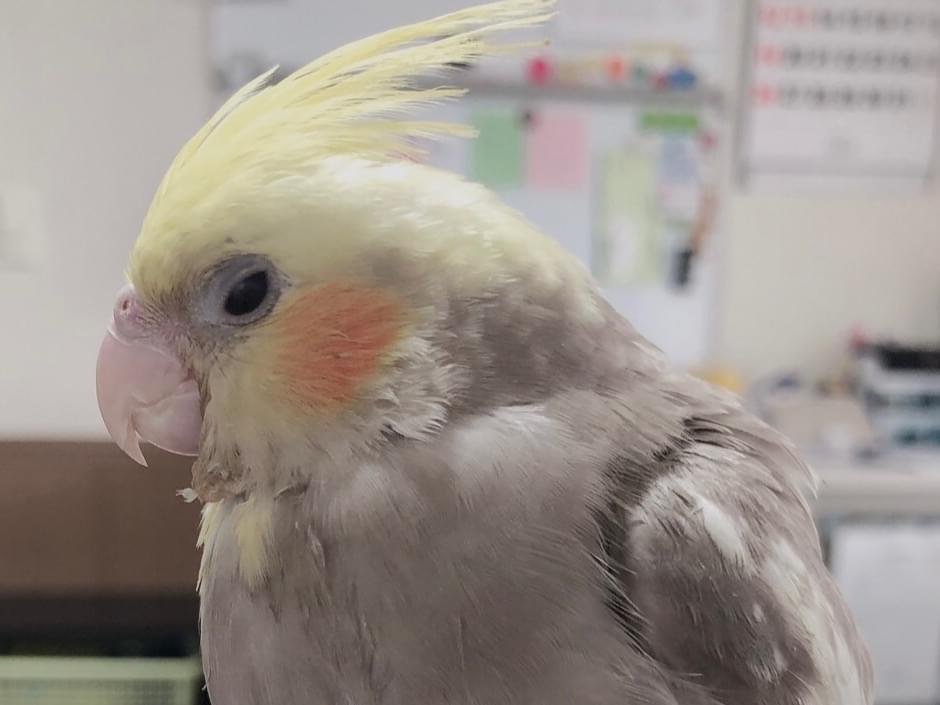おはなちゃん おはなちゃん