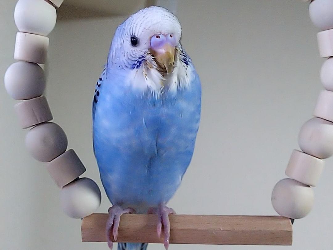 ピロロちゃん ピロロちゃん