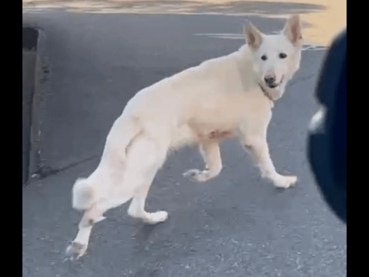 保護された犬 保護された犬