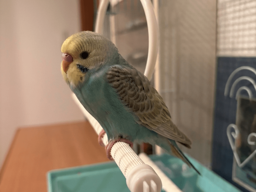 保護された鳥