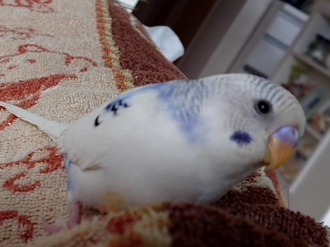 マメちゃん マメちゃん