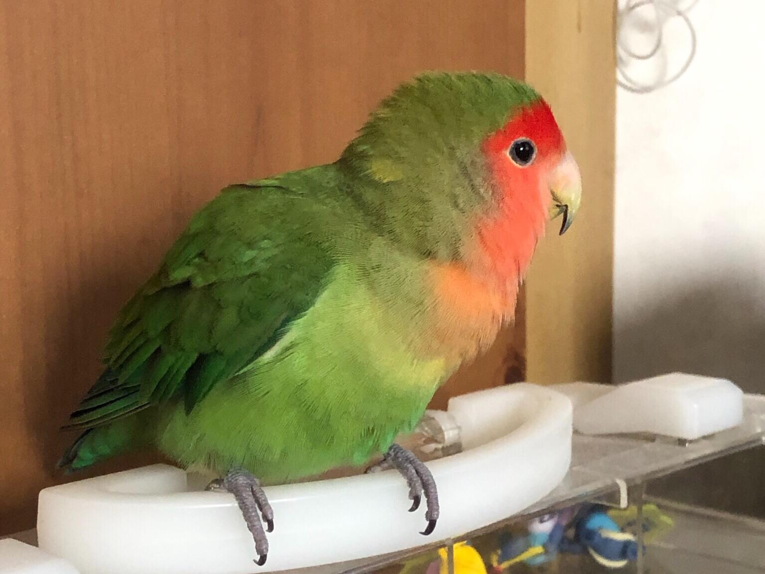 保護された鳥 保護された鳥