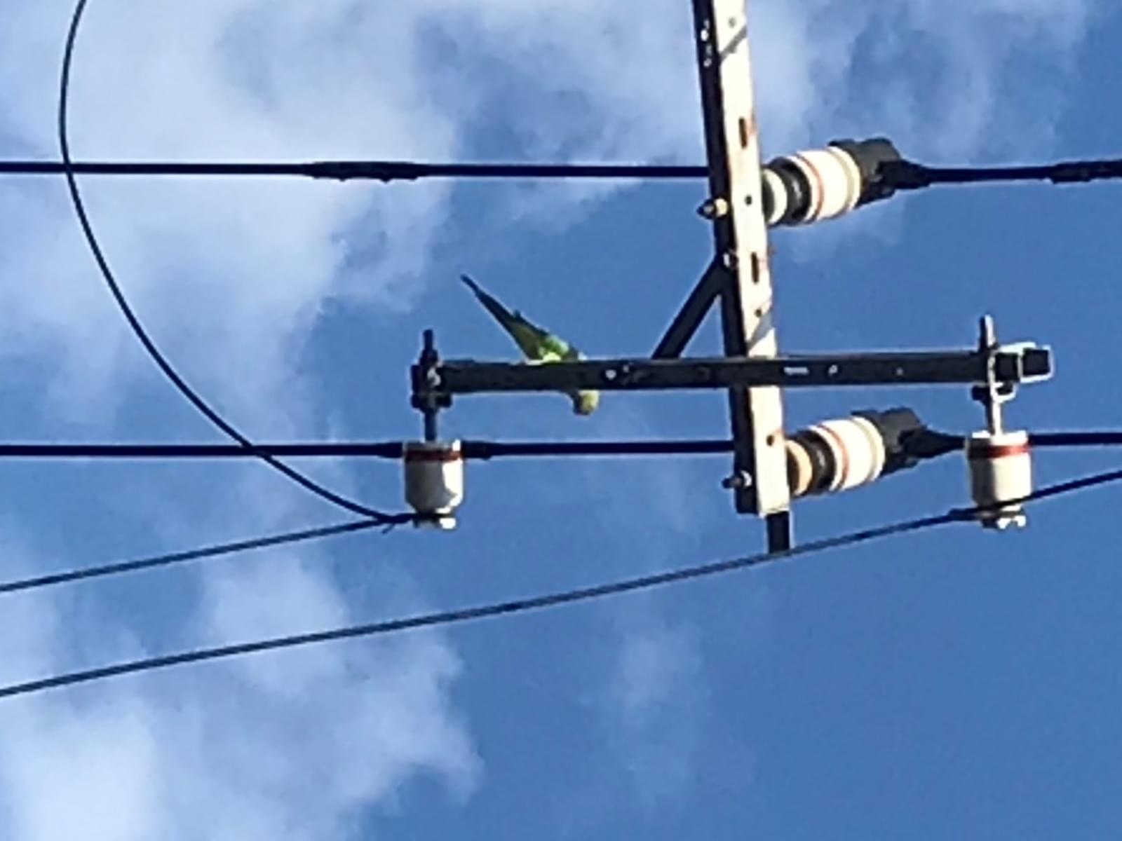 目撃された鳥 目撃された鳥