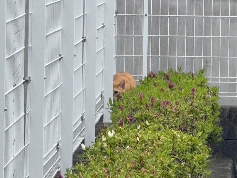 目撃された猫 目撃された猫