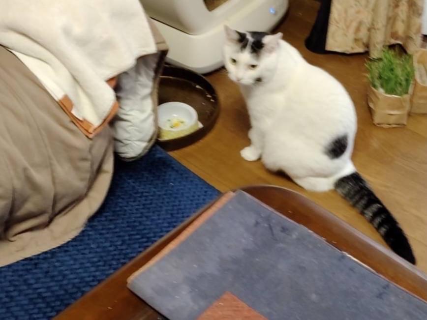 ゆきちゃん ゆきちゃん