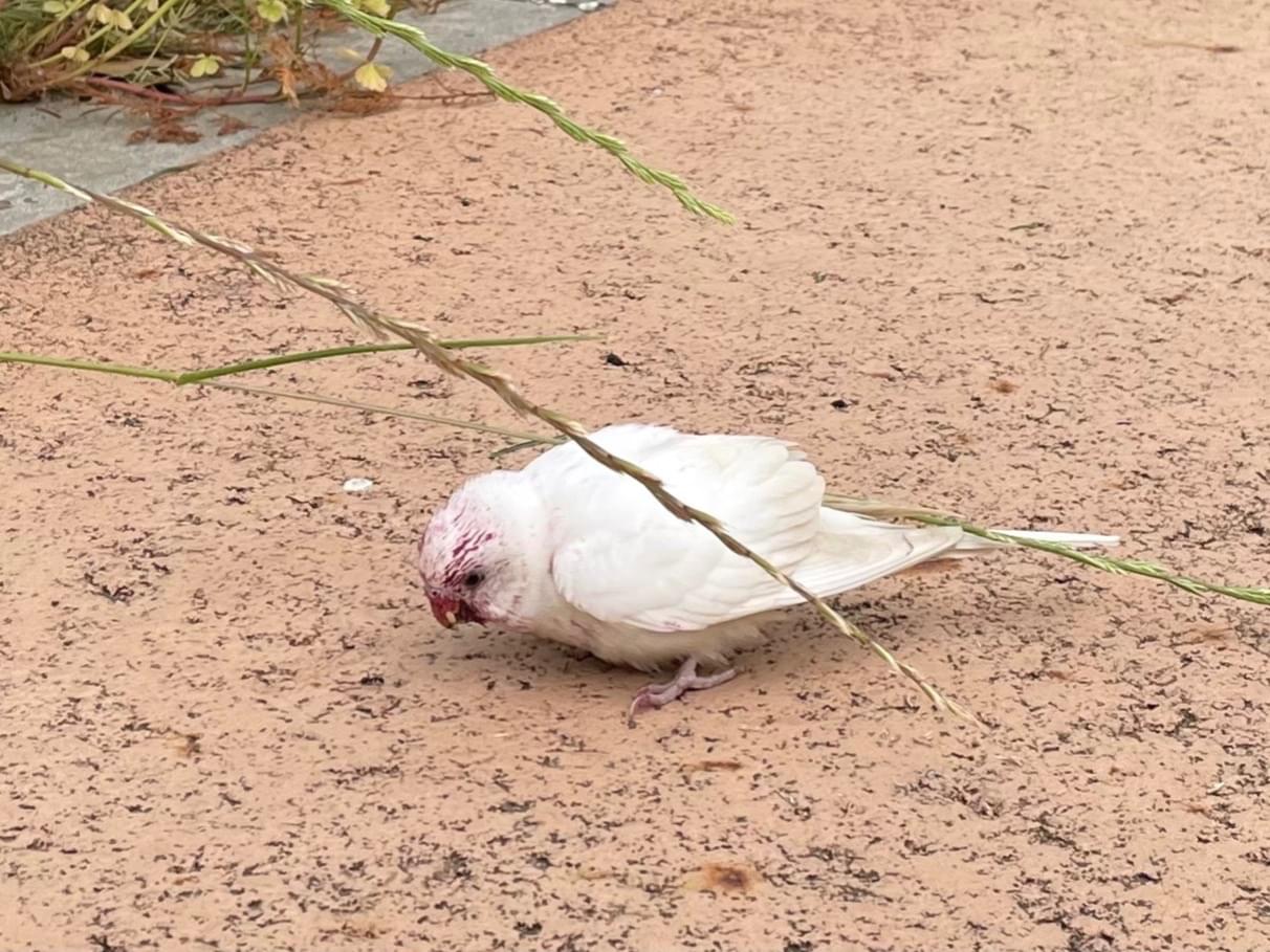 目撃された鳥