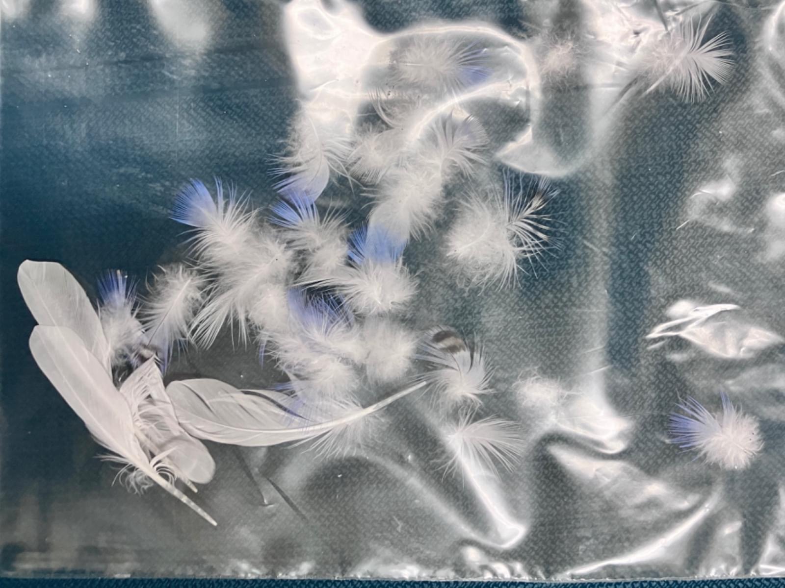 目撃された鳥 目撃された鳥
