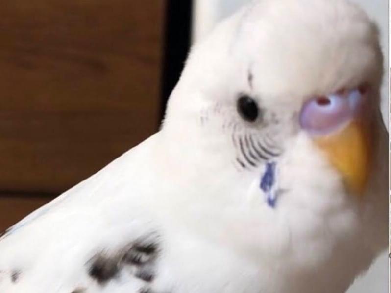 ましろちゃん ましろちゃん