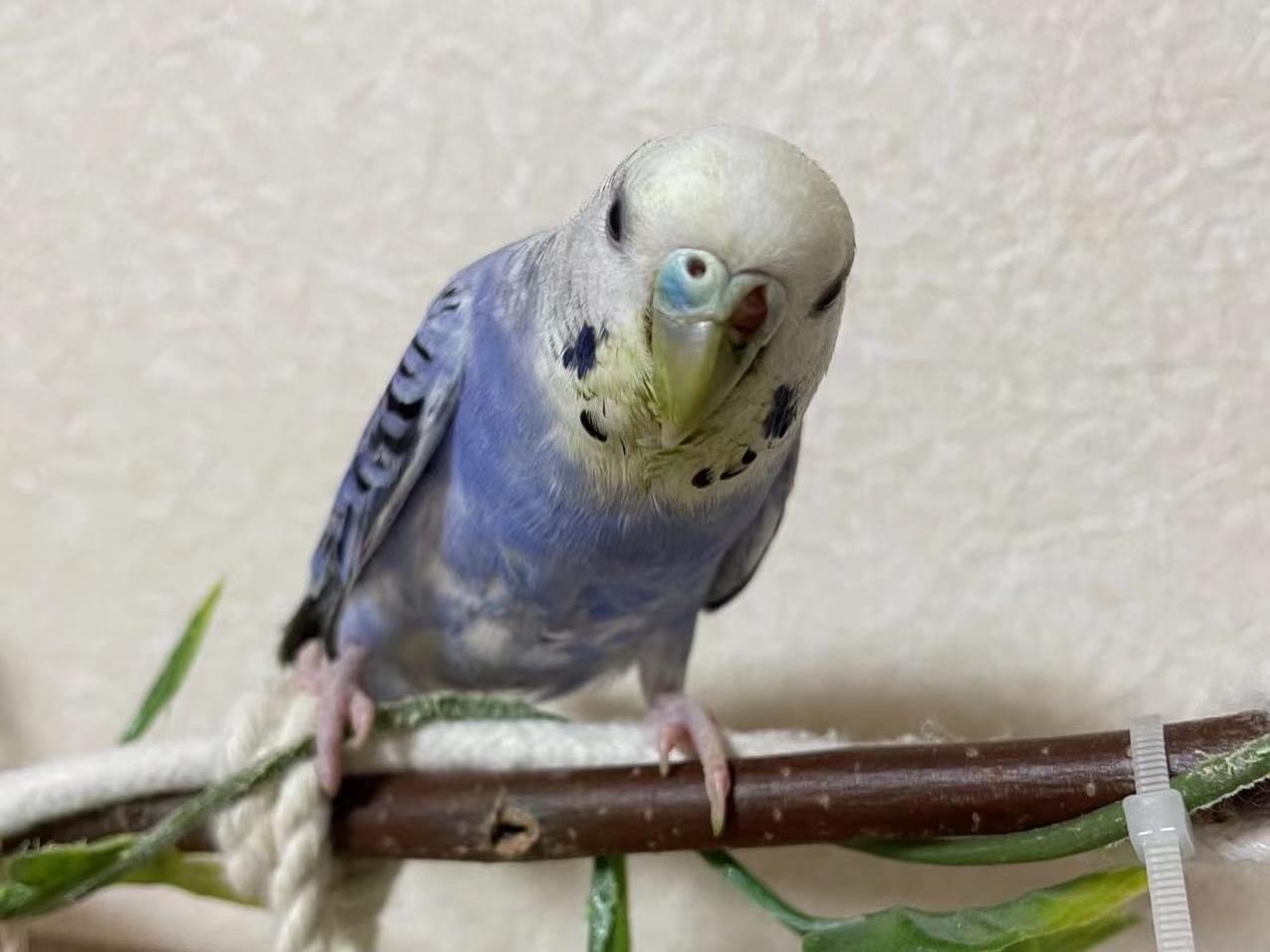 チュチュちゃん チュチュちゃん