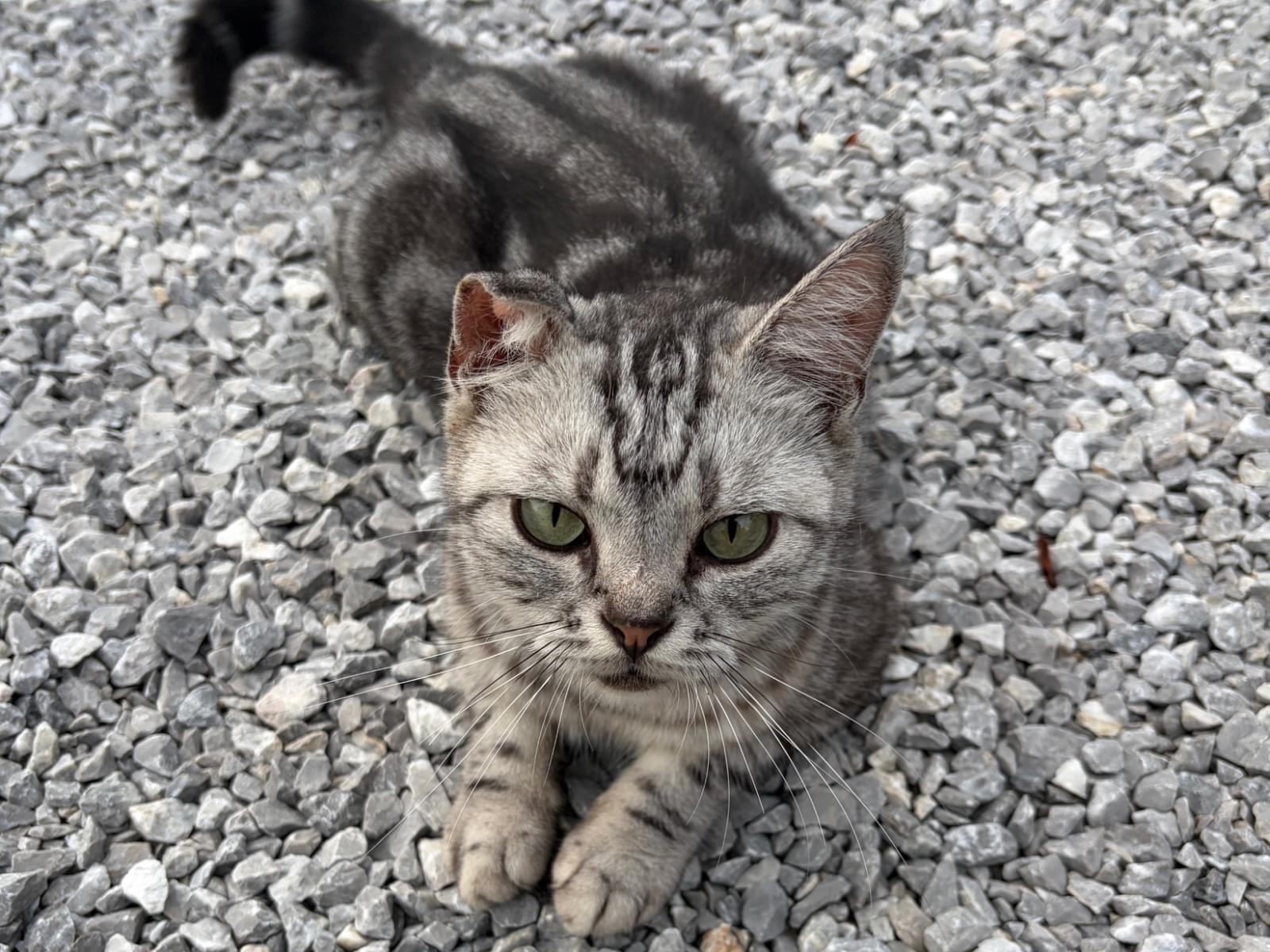 保護された猫 保護された猫