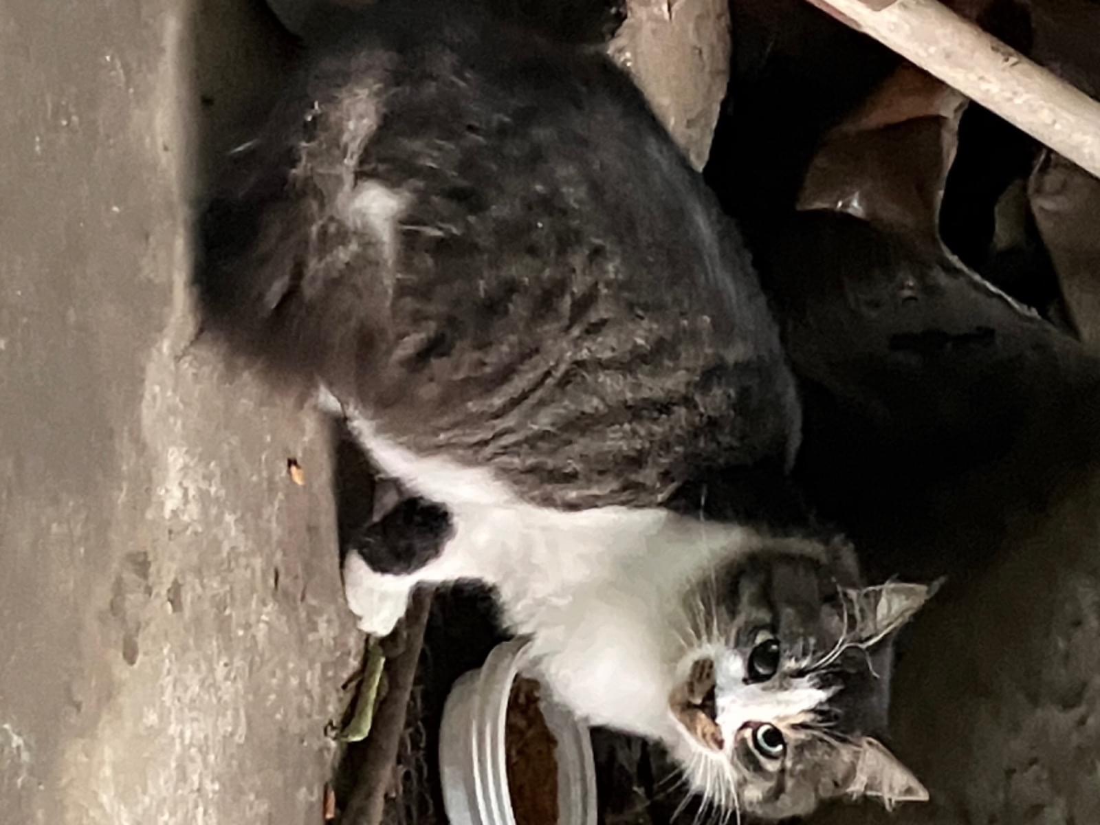 目撃された猫 目撃された猫