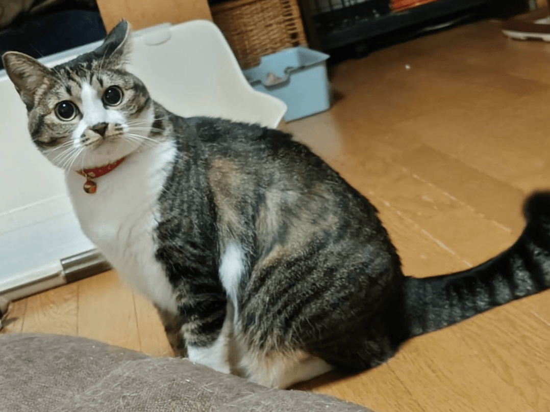 マメちゃん
