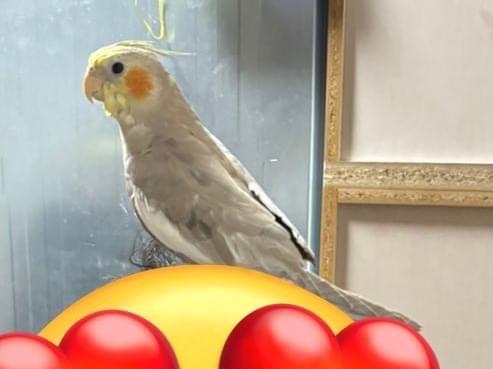 しなぴーちゃん しなぴーちゃん