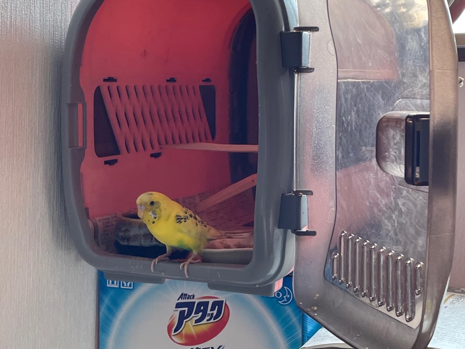 保護された鳥 保護された鳥