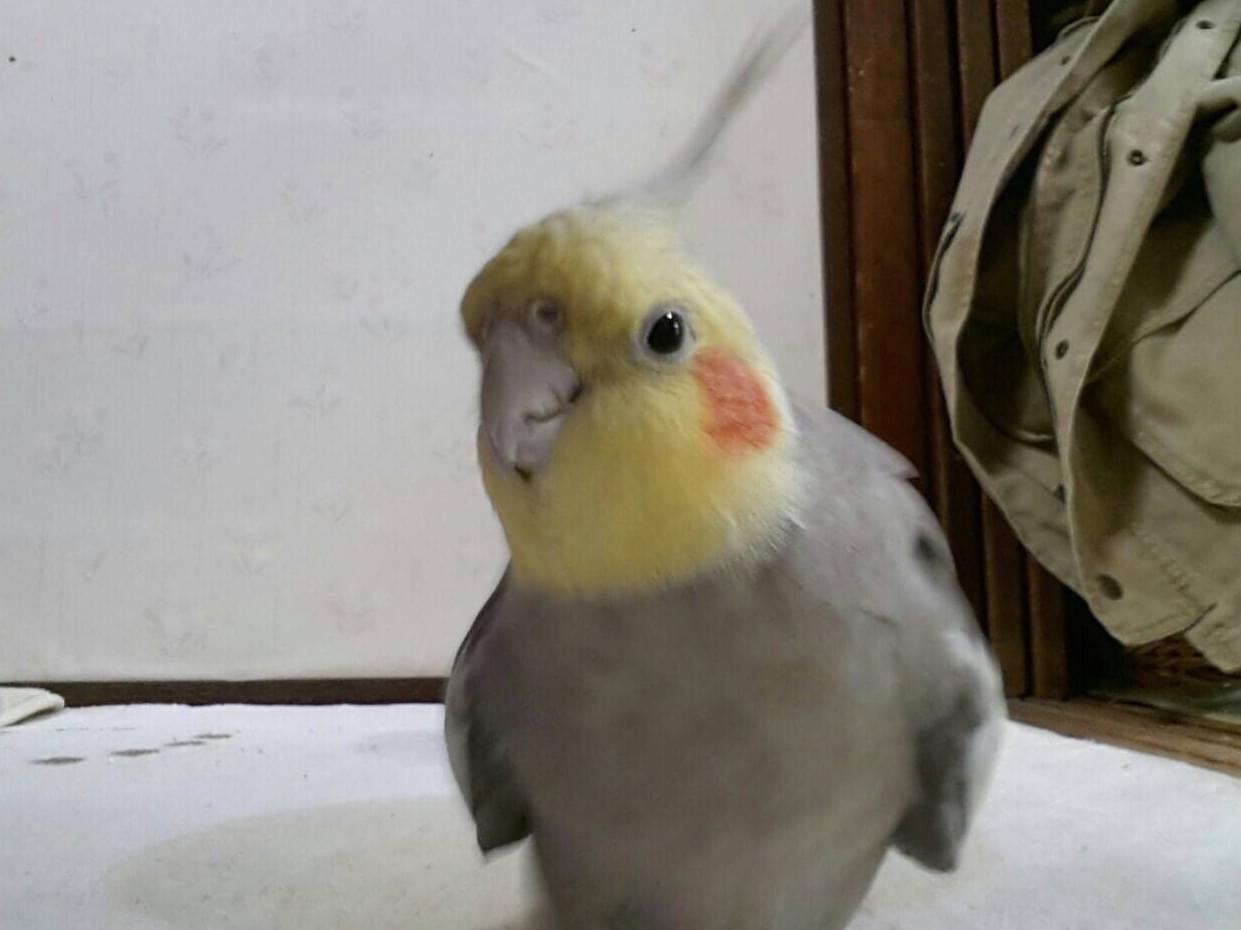 ピーちゃん ピーちゃん