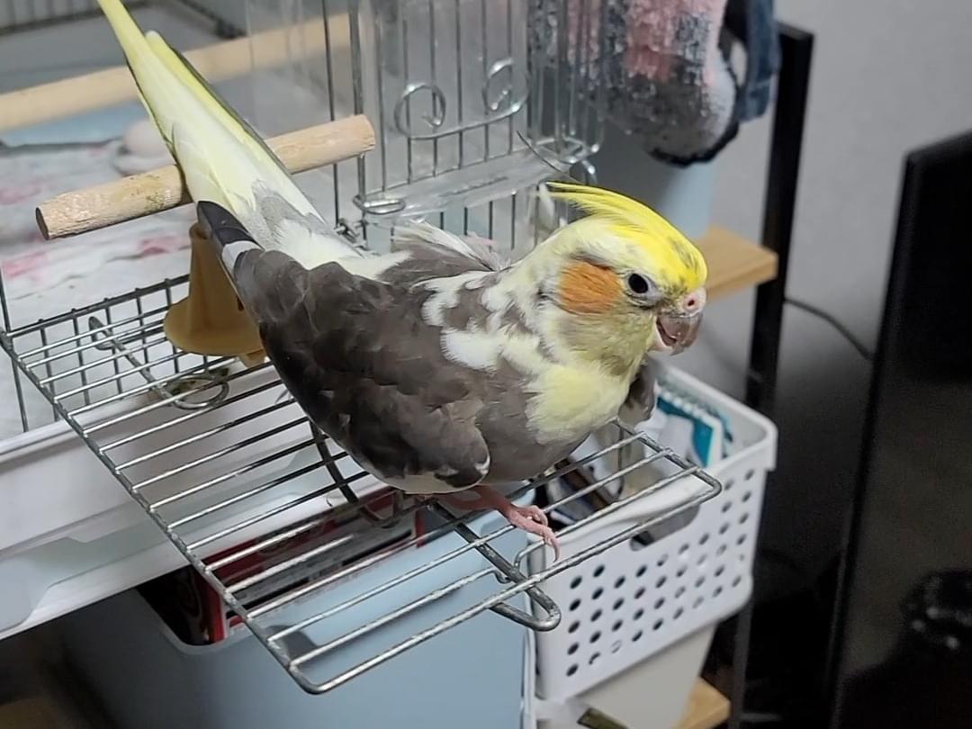 もーちゃん もーちゃん