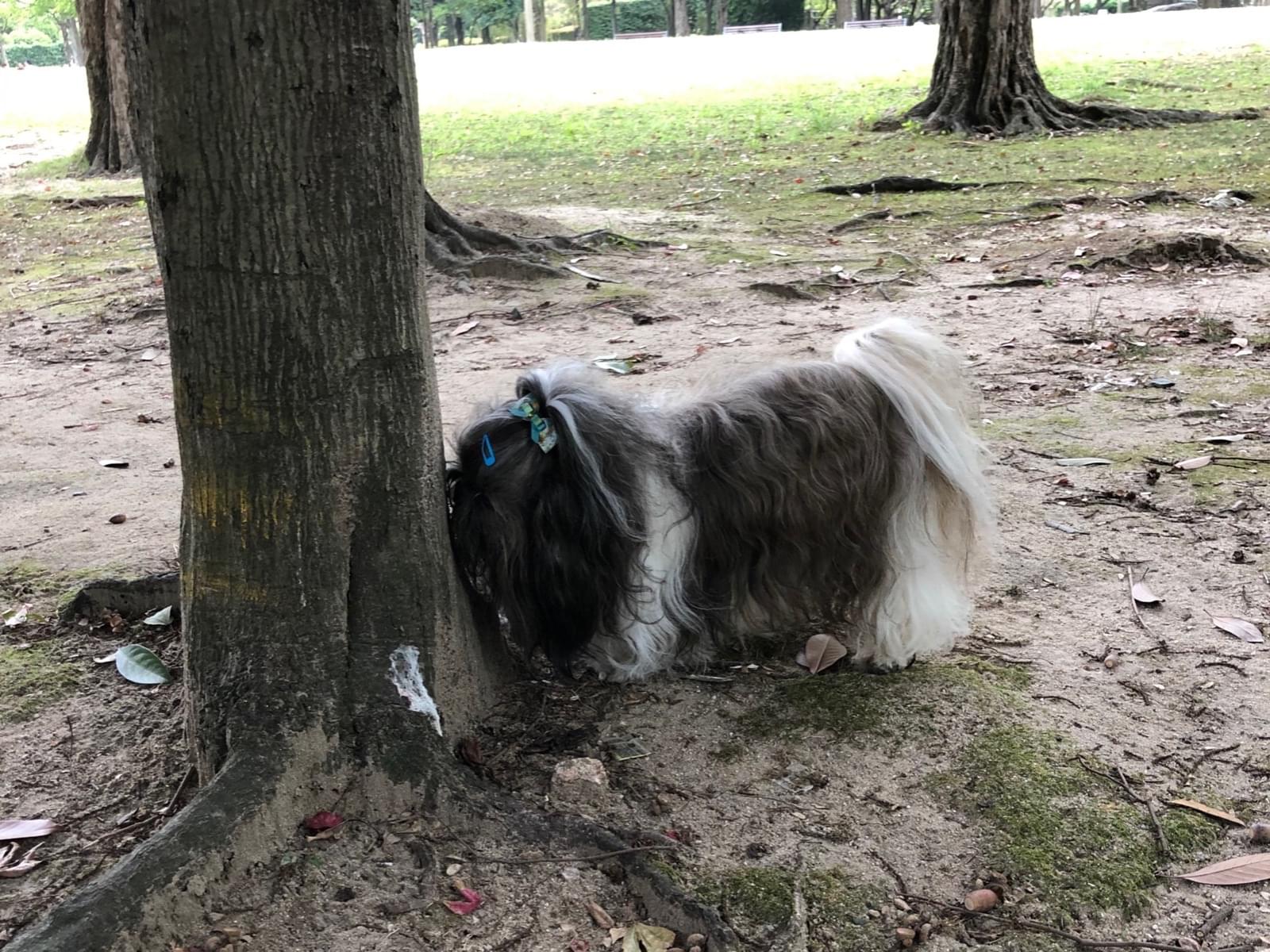 目撃された犬 目撃された犬