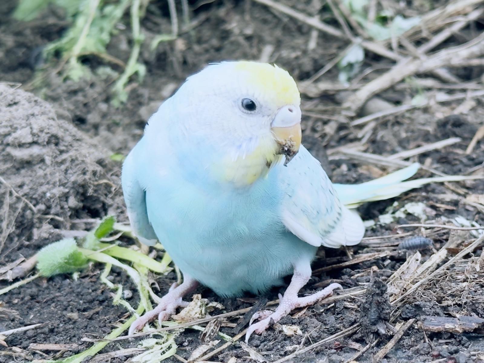 目撃された鳥