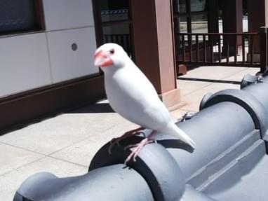 -ちゃん -ちゃん
